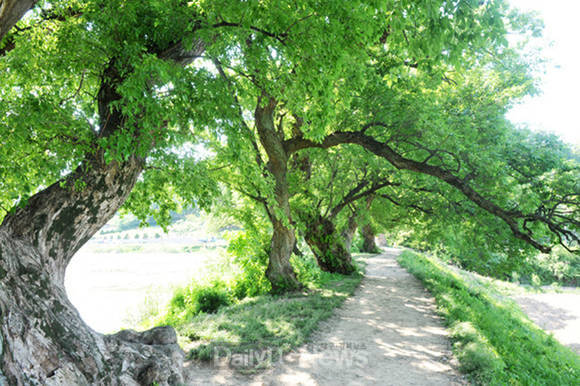 경산 반곡지(경산시 제공)