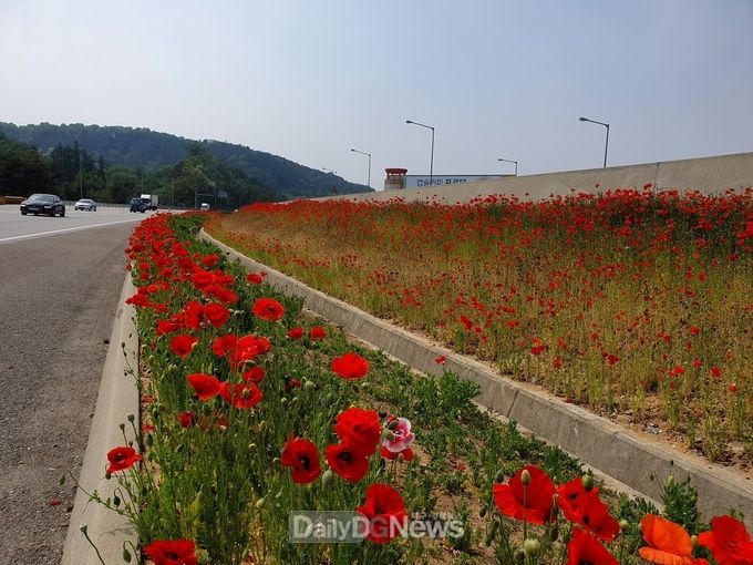 도로공사 고속도로 가로부지가 아름다운 꽃길로 바뀐다